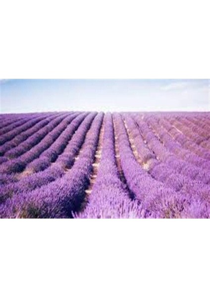 Lavanta Fidesi Fidanı 4 Adet Büyük Boy Saksılı