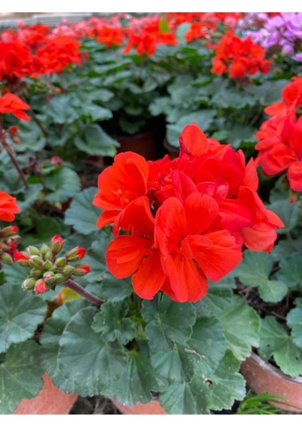 Sevgililer Gününe Özel Kokulu Kırmızı Renk Sardunya Çiçeği Buz Çiçeği Hediyeli fiyatları