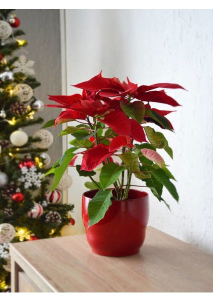 Videolu Kırmızı Çiçekli Atatürk Çiçeği (40 50 Cm)1 Adet Saksılı Çiçekli Bodur Bitki Poinsettia fiyatları