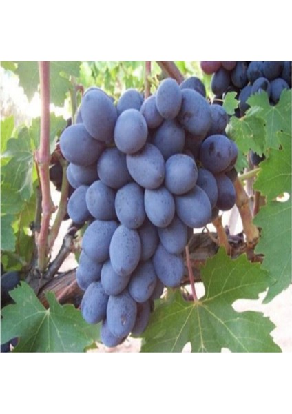 Horoz Karası Üzüm Fidanı Tüplü 20-50cm Bol Verimli