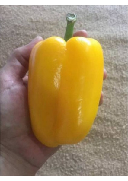 Ithal Nadir Dev Sarı Dolmalık Biber Tohumu 5 Adet Tohum fiyatları