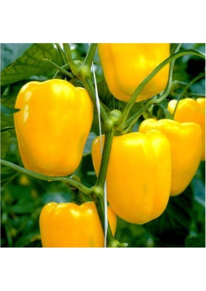 Ithal Nadir Dev Sarı Dolmalık Biber Tohumu 5 Adet Tohum modelleri
