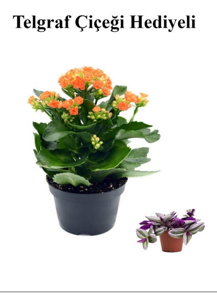 Sevgililer Gününe Özel Turuncu Renk Kalanşo-Emel Hanım Çiçeği Telgraf Hediyeli