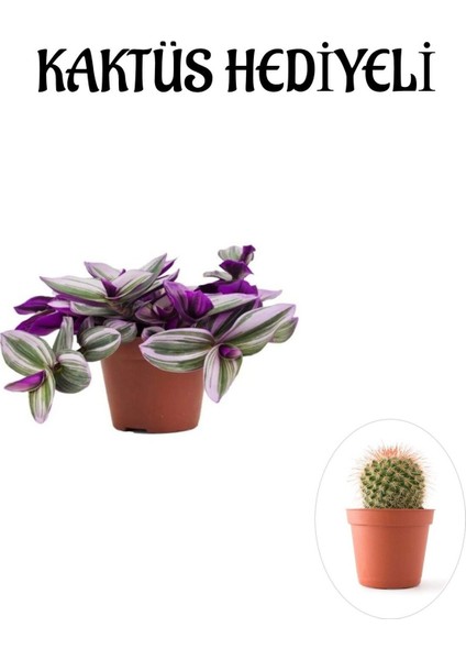 Pembe Renk Telgraf(Nanouk) Çiçeği Sevgliler Gününe Özel Kaktüs Hediyeli