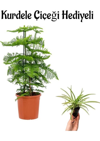 Ince Yapraklı Salon Çamı Sevgililer Gününe Özel Kurdele Çiçeği Hediyeli