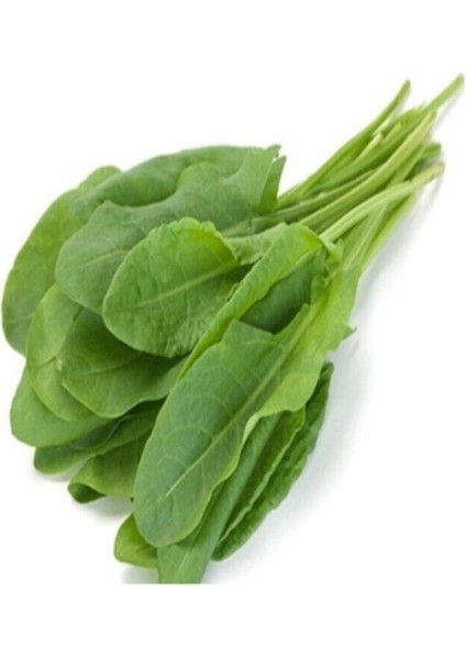 Kuzu Kulağı Koç Kulağı Ekşiotu Tohumu 100 Adet Tohum