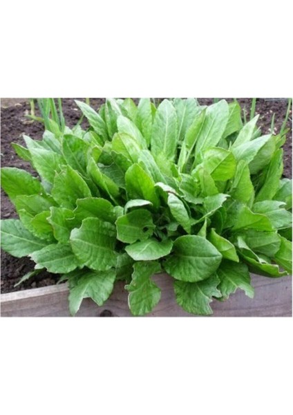 Kuzu Kulağı Koç Kulağı Ekşiotu Tohumu 100 Adet Tohum fiyatları