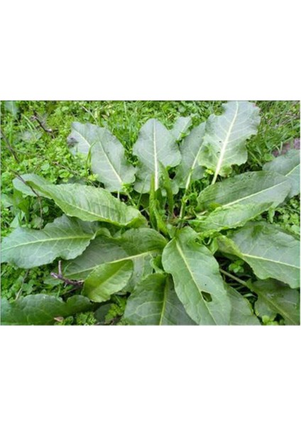 Kuzu Kulağı Koç Kulağı Ekşiotu Tohumu 100 Adet Tohum modelleri