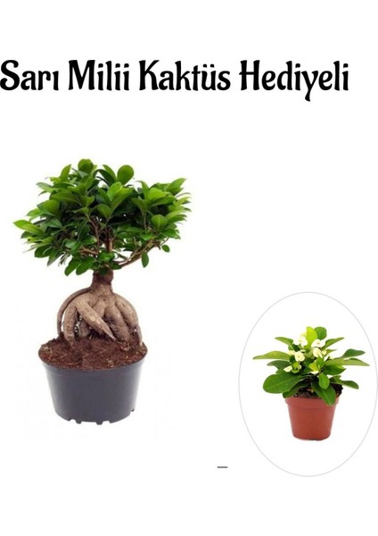 Hediyelik Bonsai Bitkisi Sevgililer Gününe Özel Sarı Milii Kaktüs Hediyeli