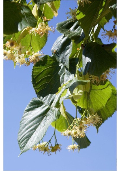 Tüplü Ihlamur Fidanı