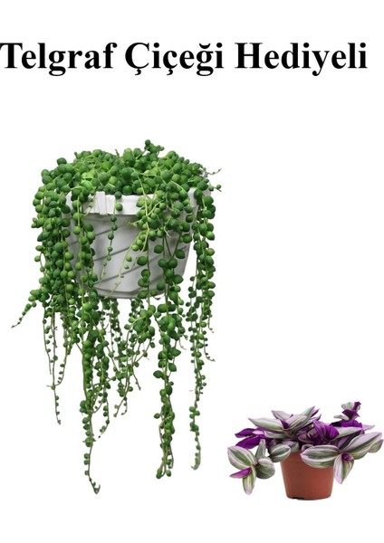 Tespih| Boncuk| Bezelya Çiçeği Bitkisi Sevgililer Gününe Özel Telgraf Hediyeli