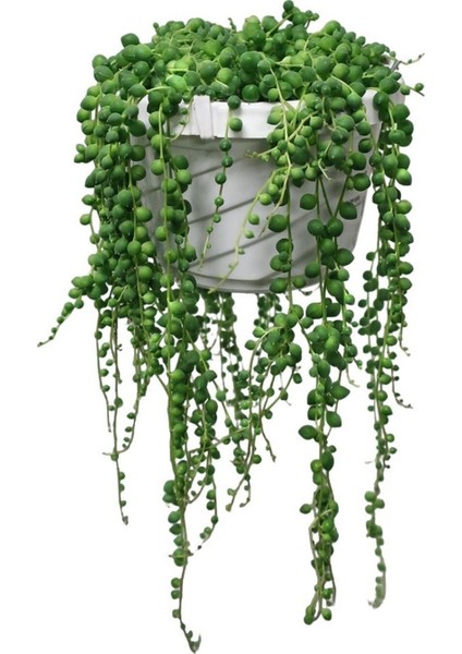 Tespih| Boncuk| Bezelya Çiçeği Bitkisi Sevgililer Gününe Özel Telgraf Hediyeli fiyatları