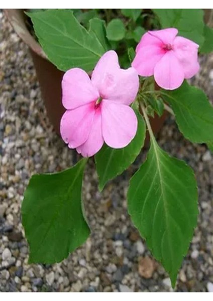 Videolu 2'li Cam Güzeli Çiçeği Fidanı Karışık Renk 10-20 cm Tüplü Çiçekli Bodur Epipremnum Aureum fırsatları