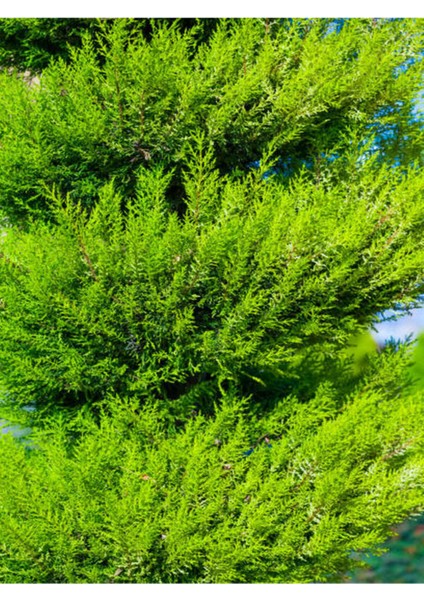 Serada Decor Plant Videolu Limoni Servi Limon Selvi Fidanı (10 15CM) 8 Adet Tüplü Dış Mekan Cupressus Macrocarpa