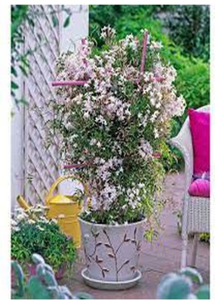 Videolu Çin Yasemini Kokulu Beyaz Renkli (20 60CM) 1 Adet Saksılı Fidan Jasminum Polyanthum Jasmine fiyatları