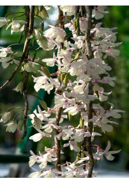 Videolu Çin Yasemini Kokulu Beyaz Renkli (20 60CM) 1 Adet Saksılı Fidan Jasminum Polyanthum Jasmine modelleri