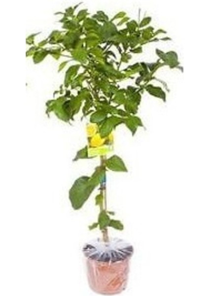 2 Yaş Aşılı 7 Veren(Yediveren) Mayer Limon Fidanı (Saksılı) Bol Verimli fiyatları