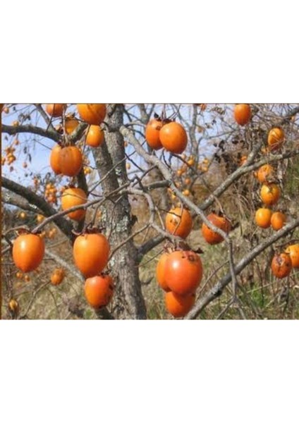 Trabzon Hurması Fidanı Bol Verimli