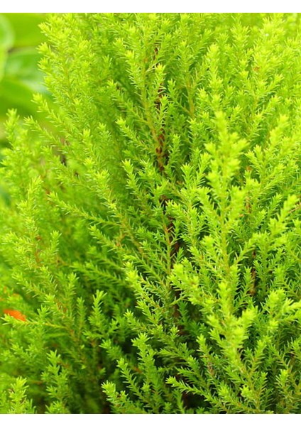 Videolu Limon Kokulu Limon Selvi Fidanı (30 40 Cm)15 Adet Tüplü Dış Mekan Ağaç Cupressus Macrocarpa fırsatları