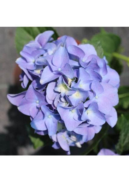 Videolu 1 Adet Ithal Mavi Çiçekli Ortanca Çiçeği 30-50 cm Saksılı Çiçekli Bodur Bitkiler (Hydrangea)