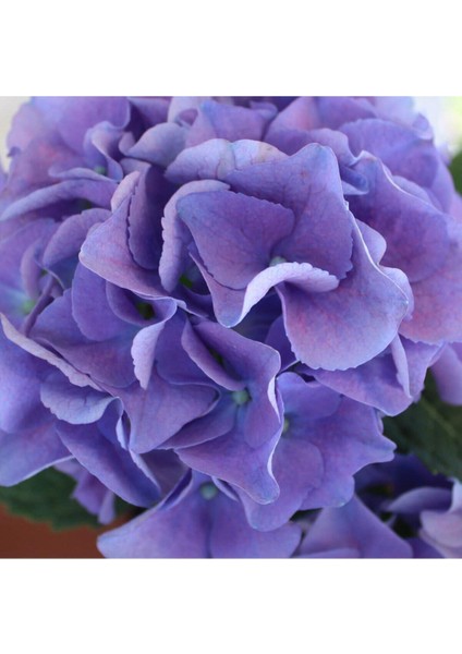Videolu 1 Adet Ithal Mavi Çiçekli Ortanca Çiçeği 30-50 cm Saksılı Çiçekli Bodur Bitkiler (Hydrangea) fırsatları