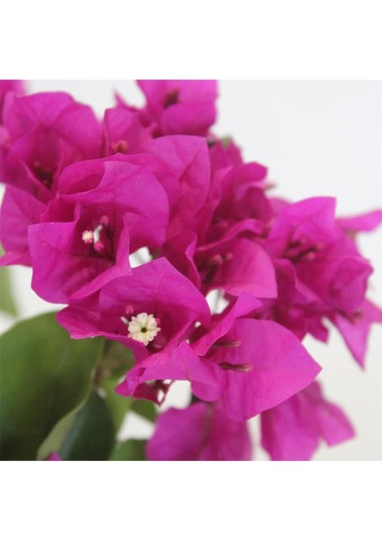 Serada Decor Plant Begonvil Fidanı Mor 25 cm Çiçek Bougainvillea