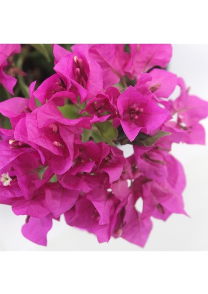 Serada Decor Plant Begonvil Fidanı Mor 25 cm Çiçek Bougainvillea