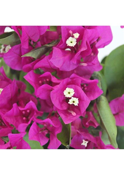 Serada Decor Plant Begonvil Fidanı Mor 25 cm Çiçek Bougainvillea