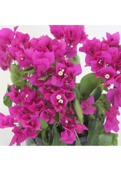 Serada Decor Plant Begonvil Fidanı Mor 25 cm Çiçek Bougainvillea