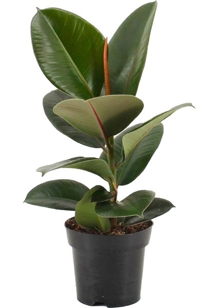 Kauçuk Bitkisi Tekli 50 60 cm