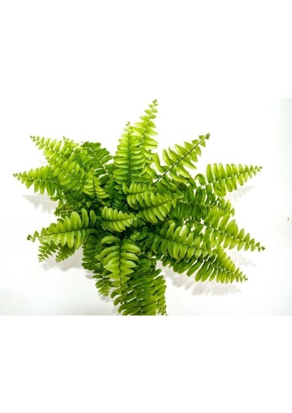 Ahsen Çiçek Evi Fujer Aşk Merdiveni Nephrolepsis Exaltata modelleri