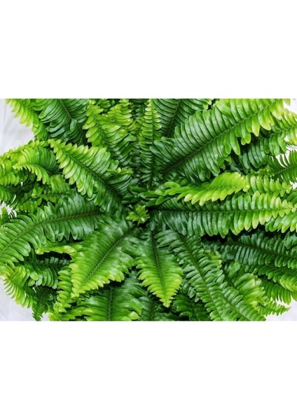 Ahsen Çiçek Evi Fujer Aşk Merdiveni Nephrolepsis Exaltata fırsatları