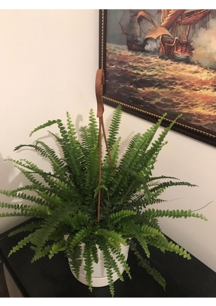 Fujer Aşk Merdiveni Askılı Saksıda