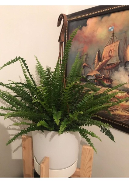 Fujer Aşk Merdiveni Askılı Saksıda fırsatları