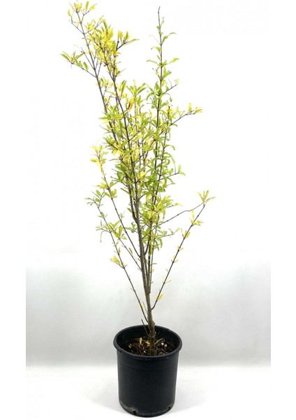 Nar Fidanı Devedişi 2-3 Yaş 80 cm Bol Verimli Soğuğa Dayanıklı