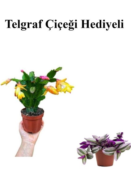 Sevgililer Gününe Özel Sarı Renk Yılbaşı Çiçeği-Kaktüsü Telgraf Hediyeli