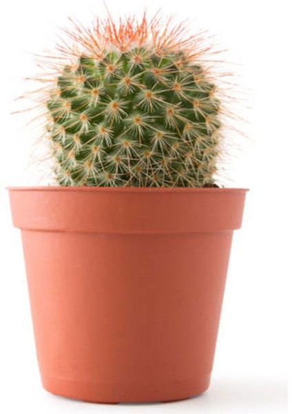 Sevgililer Gününe Özel Fuşya Renk Ortanca Çiçeği Kaktüs Hediyeli modelleri