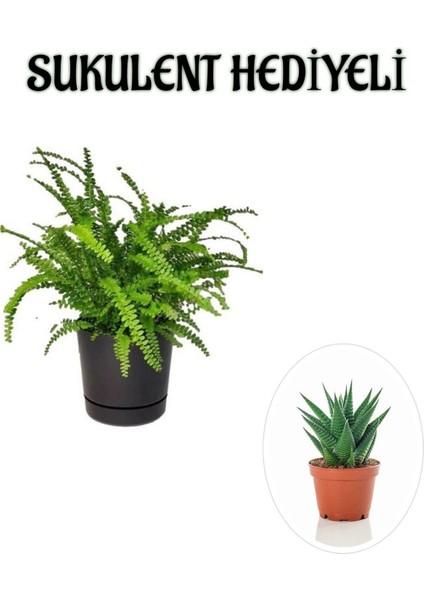 Hediyelik Aşk Merdiveni Çiçeği Sevgililer Gününe Özel Sukulent Hediyeli