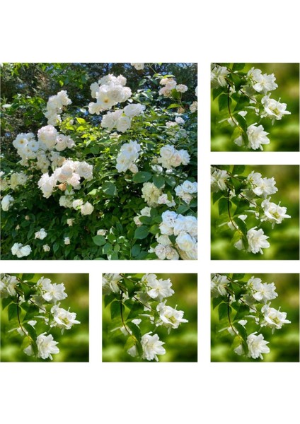 Videolu Hoş Kokulu Katmerli Full Yasemin Çiçeği Fidanı (350 65 Cm)5 Adet Tüplü Jasminum Sambac