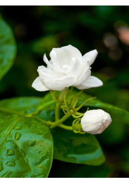 Videolu Hoş Kokulu Katmerli Full Yasemin Çiçeği Fidanı (350 65 Cm)5 Adet Tüplü Jasminum Sambac fiyatları