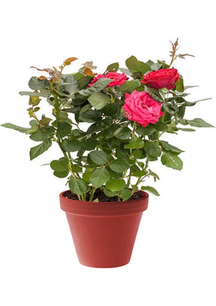 Videolu Yediveren Kokulu Pembe Renkli (20 40 Cm)2 Adet Aşılı Gül Pink Rose