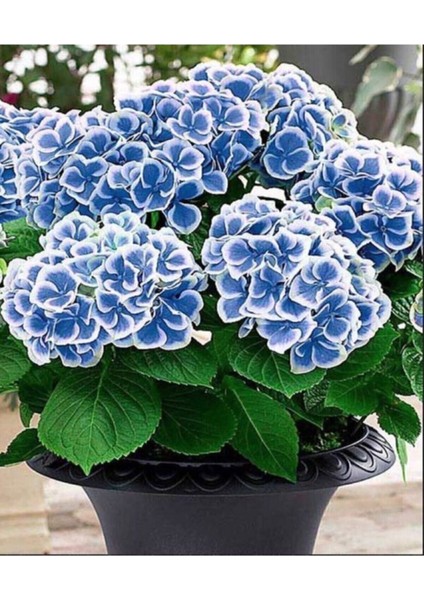 Ebruli Mavi Ortanca Çiçeği Fidanı Aşılı Tüplü (30-40CM Budanmış 12 Ay Dikilebilir)
