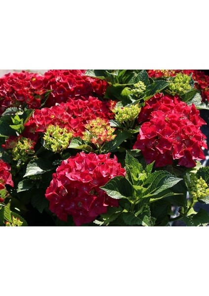 Tüplü Kırmızı Ithal Ortanca Fidanı Yavru 25 -30 1.kalite Budanmış