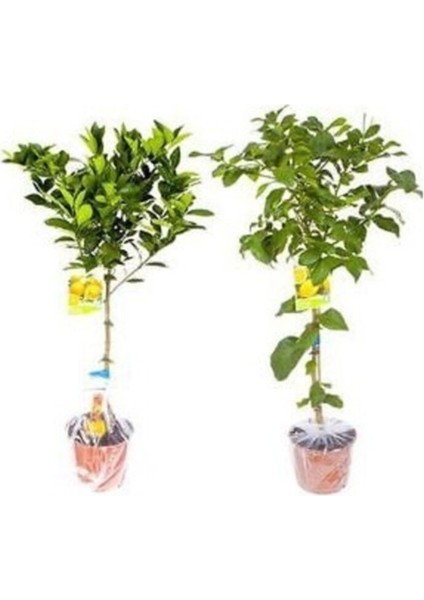 2 Yaş Aşılı 7 Veren(Yediveren) Mayer Limon Fidanı (Saksılı) fiyatları