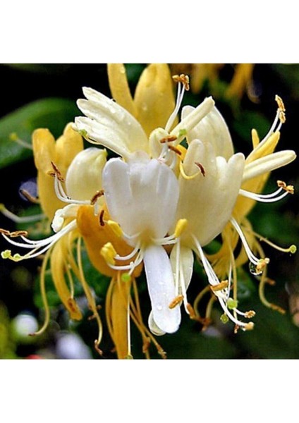 Tüplü/saksılı Hanımeli Sarmaşık Fidanı