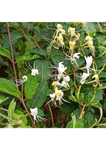 Tüplü/saksılı Hanımeli Sarmaşık Fidanı fiyatları