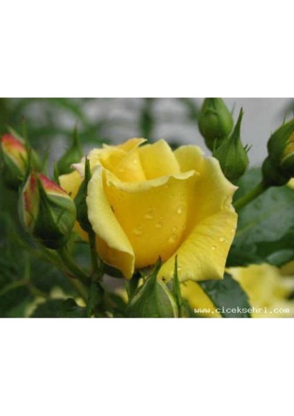 Sarı Gül Fidanı Yediveren - Kokulu ( Tüplü )