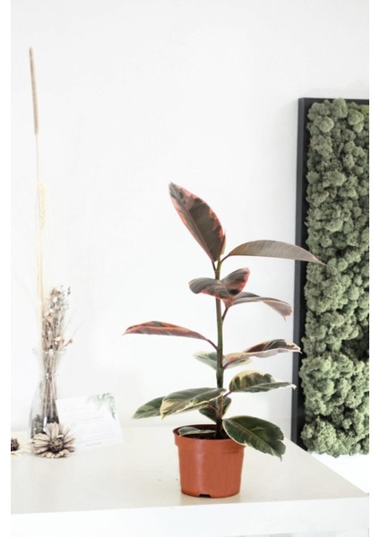 Ficus Elastica Belize- Alacalı Kauçuk Iç Mekan Süs Bitkisi 30- 40 cm