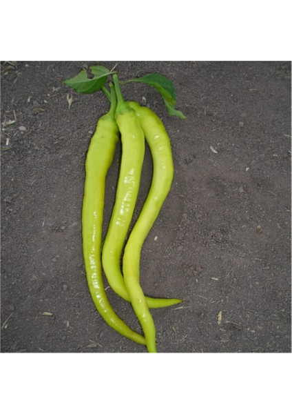 Sarı Sivri Turşuluk Biber Tohumu 25 Adet Tohum fiyatları