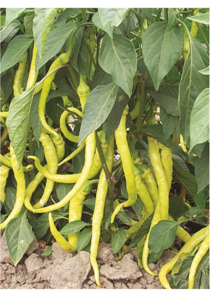 Sarı Sivri Turşuluk Biber Tohumu 25 Adet Tohum modelleri